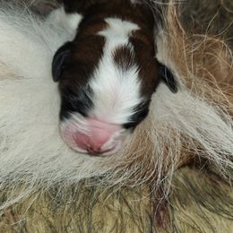 Saint Bernard Puppies from Amber's Saint Bernards
