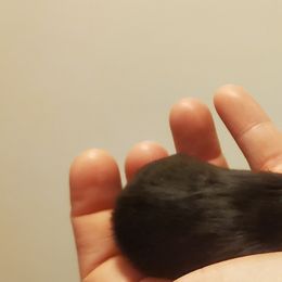 Pomeranian Puppies from Fancy Paws Pomeranian