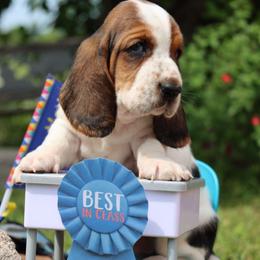 Mackerel - Black white and brown male Basset Hound puppy in Pollock, Missouri from Northstar