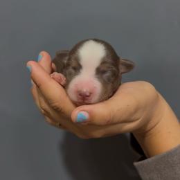 Tackle - Red tri female Miniature Australian Shepherd puppy in Lakeport, California from Akins Aussies/Wild Rose Ranch