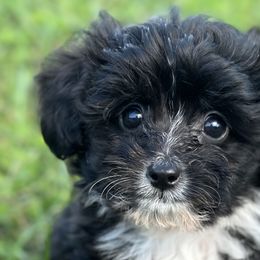 Aussiedoodles, Havapoos, and Poodles from Creekside Ranch