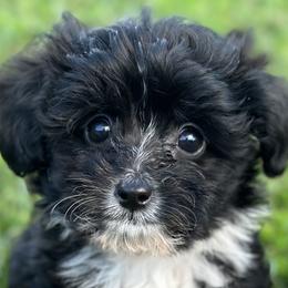 Aussiedoodles, Havapoos, and Poodles from Creekside Ranch