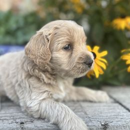 Goldendoodle Puppies from Jess’ Golden Doodles