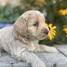 Goldendoodle Puppies from Jess’ Golden Doodles