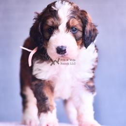 Pink - Sable female Bernedoodle puppy in Macomb, Oklahoma from Fife and Wife Ranch LLC
