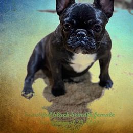 French Bulldog and Labrador Retriever Puppies from Desiree Ortiz's French Bull Dogs and Labrador Retrievers