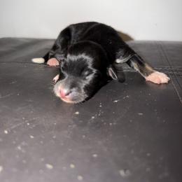Bunny - Black tri-color female Australian Shepherd puppy in Windsor, New York from Double B Aussies