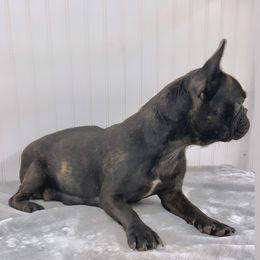 Blanche - French Bulldog