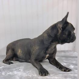 Blanche - French Bulldog