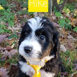 Bernedoodle, Goldendoodle, and Poodle Puppies from Granton Creek