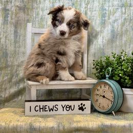 Chai Spoce - Red merle female Australian Shepherd puppy in Rochelle, Illinois from Countryside Kennels and Aussies