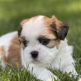 Shih Tzus from Chicago Shih Tzu Love