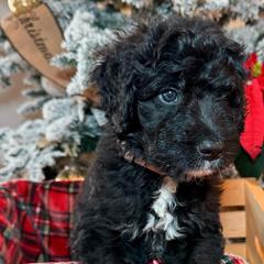 Chai Tea - Black Double Doodle puppy in Palmetto Bay, Florida from Coral Gables Doodles