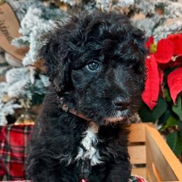 Chai Tea - Black Double Doodle puppy in Palmetto Bay, Florida from Coral Gables Doodles
