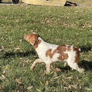 Boy 3 - Orange and white French Brittany puppy in Port Byron, Illinois from Bent River Bretons