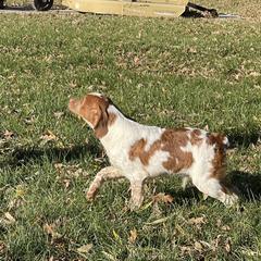 Boy 3 - Orange and white French Brittany puppy in Port Byron, Illinois from Bent River Bretons
