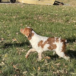 Boy 3 - Orange and white French Brittany puppy in Port Byron, Illinois from Bent River Bretons