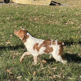 Boy 3 - Orange and white French Brittany puppy in Port Byron, Illinois from Bent River Bretons