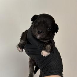Remus - Black and tan male Chihuahua puppy in Knowlton Township, New Jersey from Augenblick Kennels