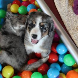 Rey - Blue merle female Bernedoodle puppy in Springfield, Missouri from Doodle Dandy Bernedoodles