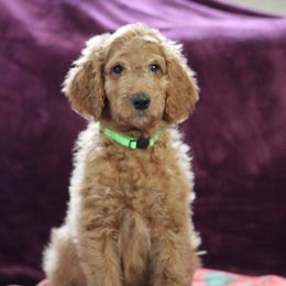 "9 weeks" Goldendoodle Puppies from Faith Breeders