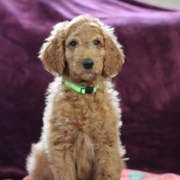 "9 weeks" Goldendoodle Puppies from Faith Breeders