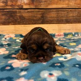Green Collar Boy - Brown white and tan male Cocker Spaniel puppy in Simms, Texas from Clayton’s Cocker Spaniels