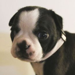 Boston Terriers from Ami’s Boston Terrier