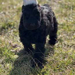 Girl 1 - Black female Giant Schnauzer puppy in Bois D’arc, Missouri from Down Low Kennels