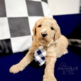 Banner - Cream male Goldendoodle puppy in Evans, Georgia from Have-a-Doodle Hill