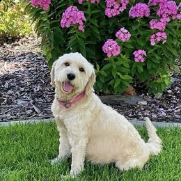 Nova - Goldendoodle