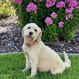 Nova - Goldendoodle