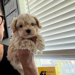 Sir Tyson - Apricot male Maltipoo puppy in Southern,, California from Maltipoo Tiny Pups & More