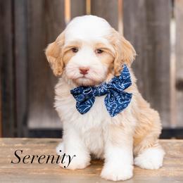 Serenity (male) - Caramel cream male Australian Labradoodle puppy in Tucson, Arizona from Saguaro Blossom Doodles