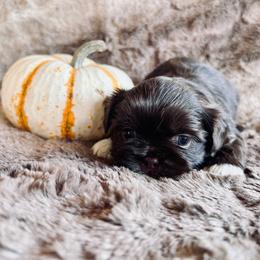 Maple Sugar - Chocolate female Shih Tzu puppy in Geneva, Florida from Shih Tzu’s Creek