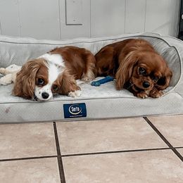 Cavalier King Charles Spaniels and Cavapoos from Kingston’s Cavaliers