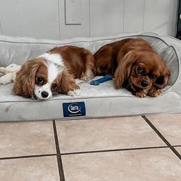 Cavalier King Charles Spaniels and Cavapoos from Kingston’s Cavaliers