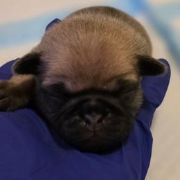 Blue Collar - Fawn male Pug puppy in New Braunfels, Texas from Kex Pug Haus