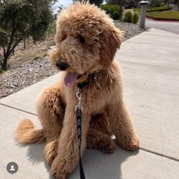Goldendoodle Puppies from Lundee Doodles