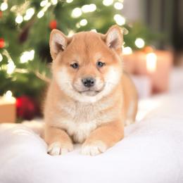 Boy 3 - Red male Shiba Inu puppy in Neosho, Missouri from Sunny Terrace Shibas