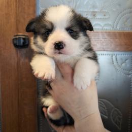 Valor - Black and tan male Pembroke Welsh Corgi puppy in Coleman, Michigan from Salt Creek Farm Dogs