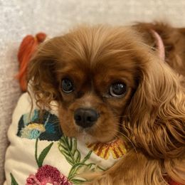 Ruby - Cavalier King Charles Spaniel