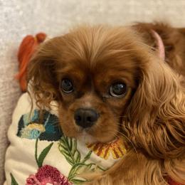 Ruby - Cavalier King Charles Spaniel