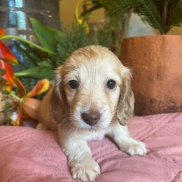 Reese's - Cream female Dachshund puppy in Perryville, Maryland from Heavenly Heritage Dachshunds and Doods
