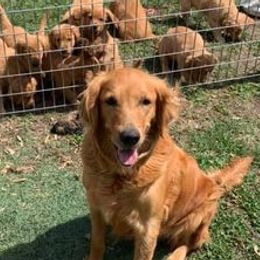 German Shepherds and Golden Retrievers from Kallhart Shepards and retrievers