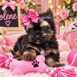 Jolene - Black and tan female Yorkshire Terrier puppy in Warren, Michigan from Danielle's Yorkie Babies