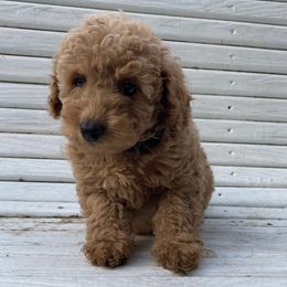 Poodles from Moore's Mini Poodles