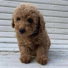 Poodles from Moore's Mini Poodles
