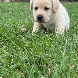 Chestnut- Red collar- second pick yellow male - Yellow male Labrador Retriever puppy in Isanti, Minnesota from Four Corners Family Labs