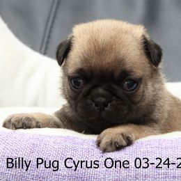 Pug Puppies from Bradley's Pugs
